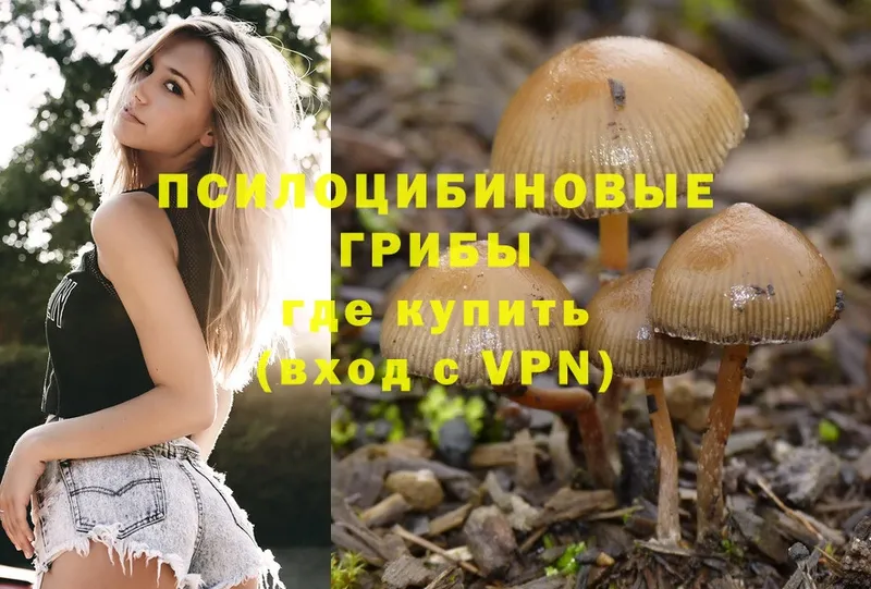 где найти наркотики  Макаров  Галлюциногенные грибы Psilocybe 